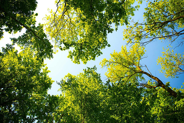 Trees and the sky