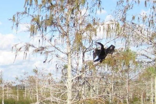 MCLA travel course Florida