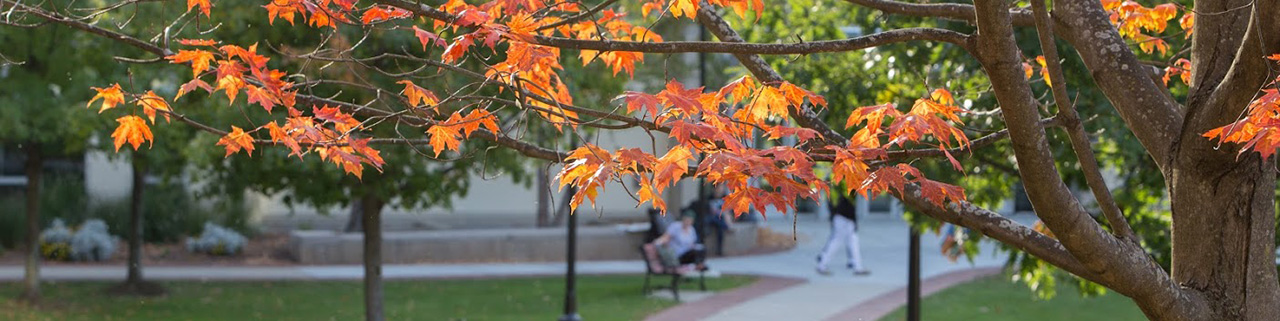 August trees in the quad