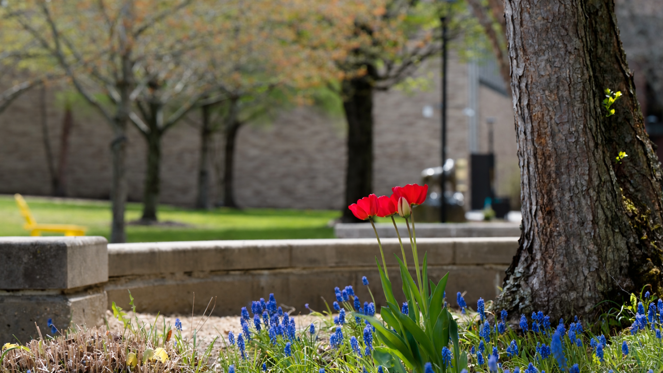 MCLA campus tulips